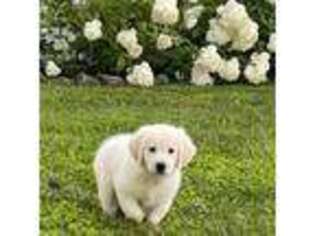 Mutt Puppy for sale in Crittenden, KY, USA