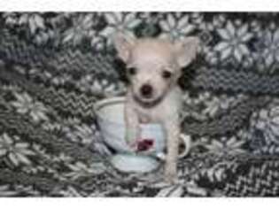 Chihuahua Puppy for sale in Greenbrier, AR, USA