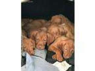 Vizsla Puppy for sale in Wethersfield, CT, USA