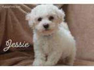 Bichon Frise Puppy for sale in Glade Hill, VA, USA