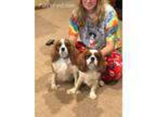 Cavalier King Charles Spaniel Puppy for sale in Lake Crystal, MN, USA