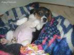 Beagle Puppy for sale in Orange, MA, USA