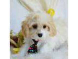 Cavachon Puppy for sale in Oswego, KS, USA
