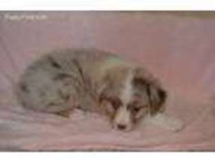 Miniature Australian Shepherd Puppy for sale in Hampton, GA, USA