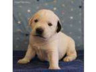 Labrador Retriever Puppy for sale in New Albany, PA, USA