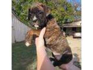 Boxer Puppy for sale in Waco, TX, USA