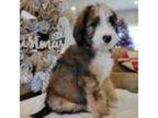 Mutt Puppy for sale in Carmi, IL, USA