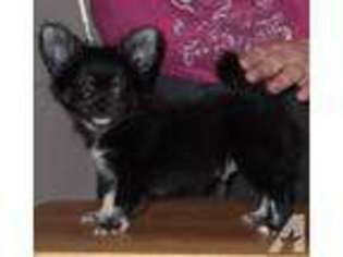 Chihuahua Puppy for sale in RIDGEFIELD, WA, USA