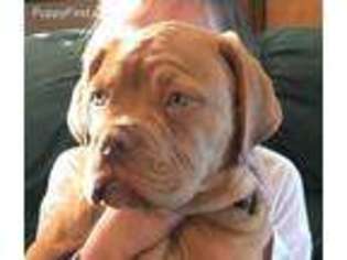 American Bull Dogue De Bordeaux Puppy for sale in Hampton, SC, USA