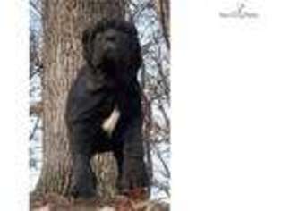 Neapolitan Mastiff Puppy for sale in Fort Wayne, IN, USA