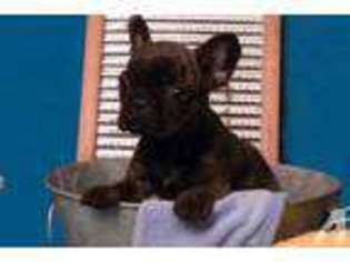 French Bulldog Puppy for sale in LIMESTONE, TN, USA