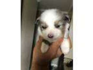 Miniature Australian Shepherd Puppy for sale in Lafayette, LA, USA