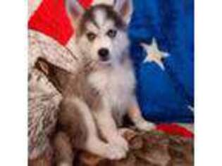 Siberian Husky Puppy for sale in Wyanet, IL, USA
