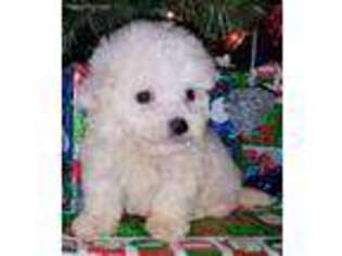 Bichon Frise Puppy for sale in Coeburn, VA, USA