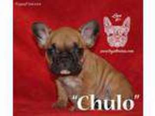 French Bulldog Puppy for sale in Montclair, NJ, USA