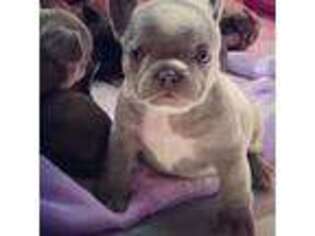 French Bulldog Puppy for sale in East Baldwin, ME, USA