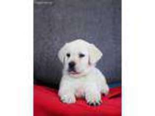 Labrador Retriever Puppy for sale in Grove City, MN, USA