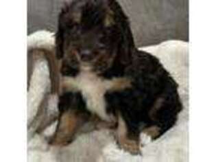 Mutt Puppy for sale in Redmond, OR, USA