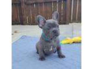 French Bulldog Puppy for sale in Medora, IN, USA