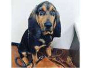 Bloodhound Puppy for sale in Cedar Rapids, IA, USA