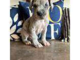 Great Dane Puppy for sale in Henry, VA, USA