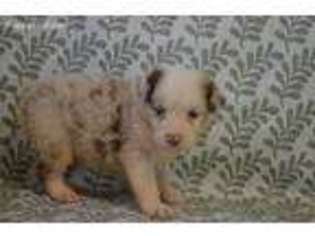Australian Shepherd Puppy for sale in Eunice, LA, USA