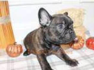 French Bulldog Puppy for sale in Birmingham, AL, USA