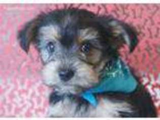 Yorkshire Terrier Puppy for sale in Carmichael, CA, USA
