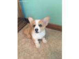 Pembroke Welsh Corgi Puppy for sale in Colmesneil, TX, USA