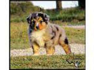 Miniature Australian Shepherd Puppy for sale in La Vernia, TX, USA