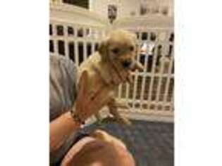 Golden Retriever Puppy for sale in Whitehouse, TX, USA