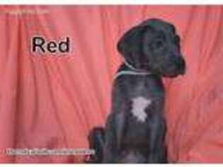 Great Dane Puppy for sale in Laddonia, MO, USA