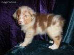 Australian Shepherd Puppy for sale in New Concord, KY, USA