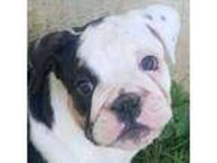 Bulldog Puppy for sale in Langhorne, PA, USA