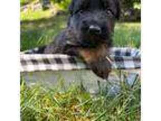 German Shepherd Dog Puppy for sale in Bethel, CT, USA