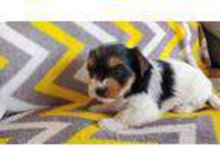 Biewer Terrier Puppy for sale in Covington, TX, USA