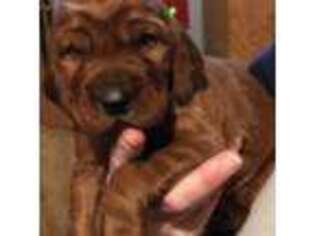 Irish Setter Puppy for sale in New Haven, VT, USA