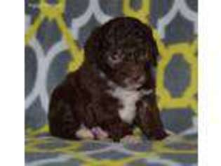 Mutt Puppy for sale in Lovely, KY, USA