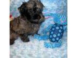 Yorkshire Terrier Puppy for sale in Fayetteville, GA, USA