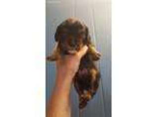 Cavalier King Charles Spaniel Puppy for sale in Owensboro, KY, USA