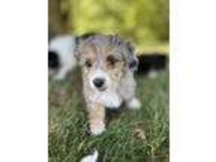 Mutt Puppy for sale in River Falls, WI, USA