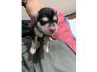 Siberian Husky Puppy for sale in Sherman, TX, USA