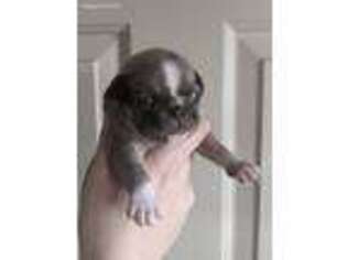 Pug Puppy for sale in Norwalk, OH, USA