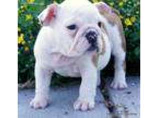 Bulldog Puppy for sale in Crete, NE, USA