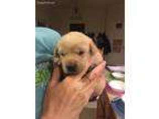 Labrador Retriever Puppy for sale in Willow Springs, MO, USA