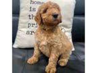 Goldendoodle Puppy for sale in Sherrard, IL, USA