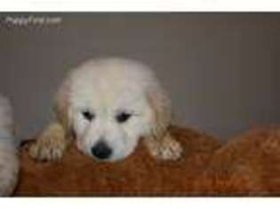 Mutt Puppy for sale in Suwanee, GA, USA