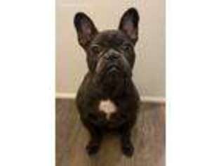 French Bulldog Puppy for sale in Depoe Bay, OR, USA