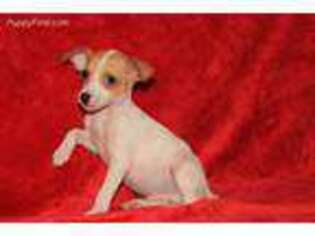 Mutt Puppy for sale in Big Prairie, OH, USA