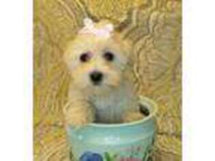 Havanese Puppy for sale in Burnsville, MN, USA